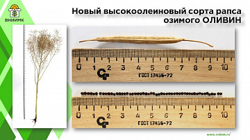 Первый в Российской Федерации высокоолеиновый сорт рапса озимого "Оливин" 